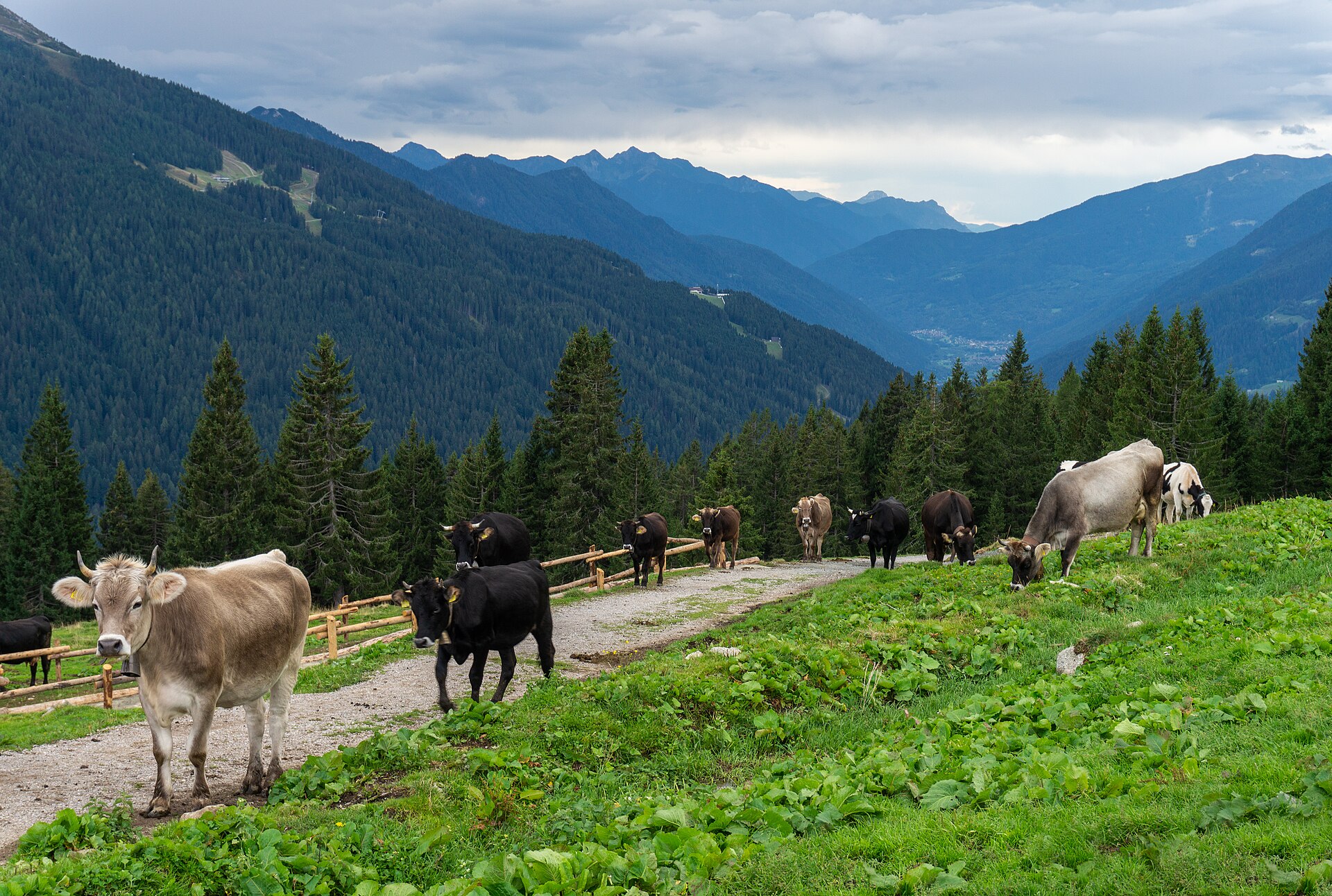 Cattle grazing on a green alpine hillside above a forested valley in Italy.