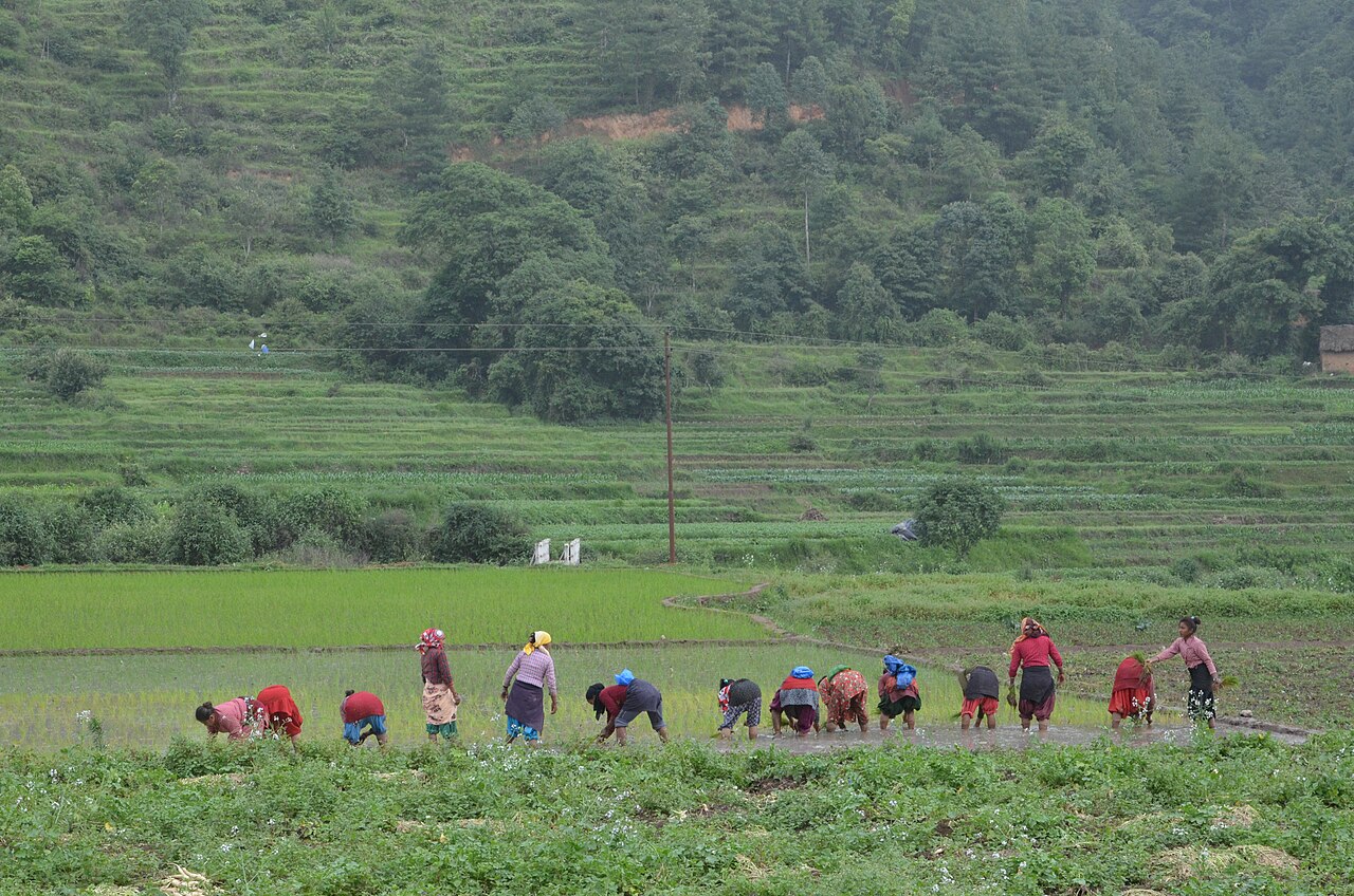 People planting rice in terraced fields in Nepal