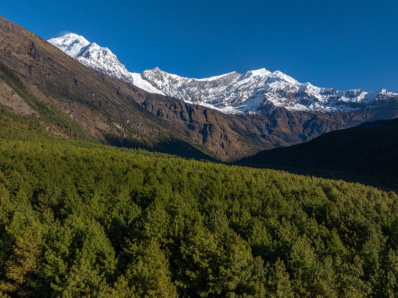 Pine forest beneath Himalayan peaks in Lete, Mustang, Nepal