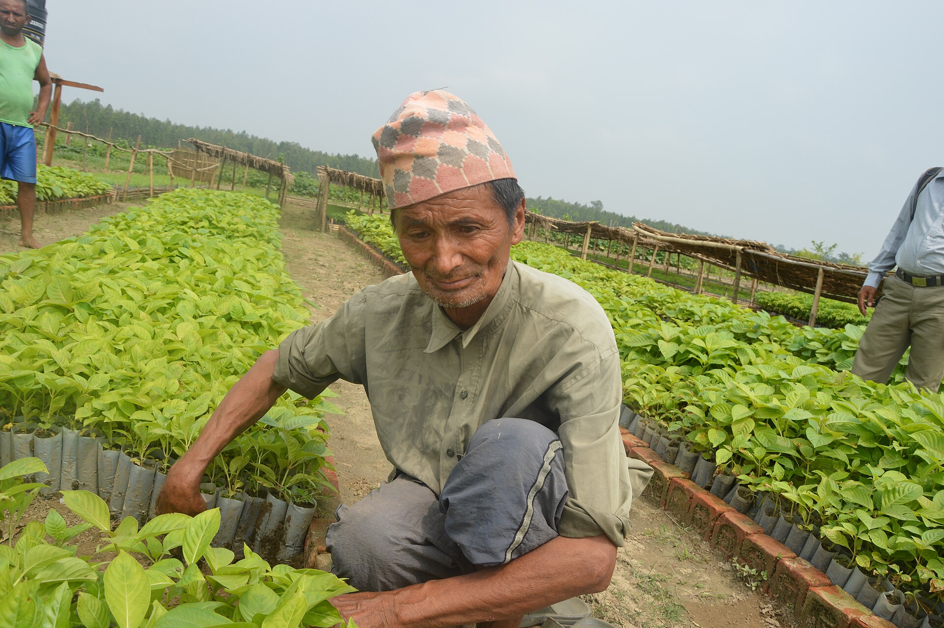 A nursery worker tending rows of green saplings at a reforestation nursery in Nepal.