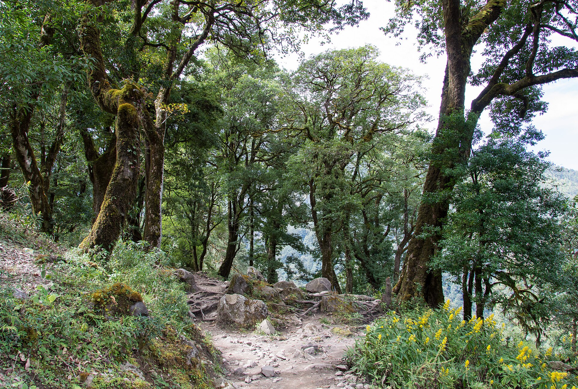 Moss-covered trees and a rocky forest path on the climb to Timang, Nepal