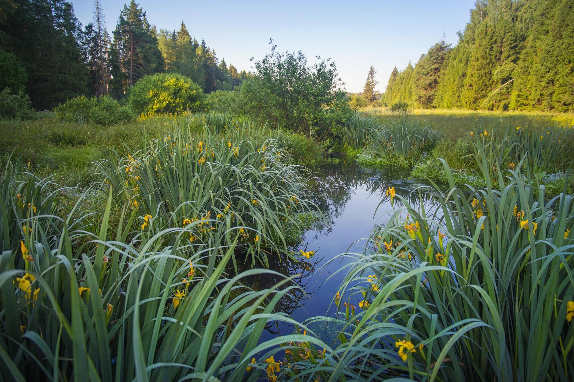 Yellow irises beside a stream in a forest clearing