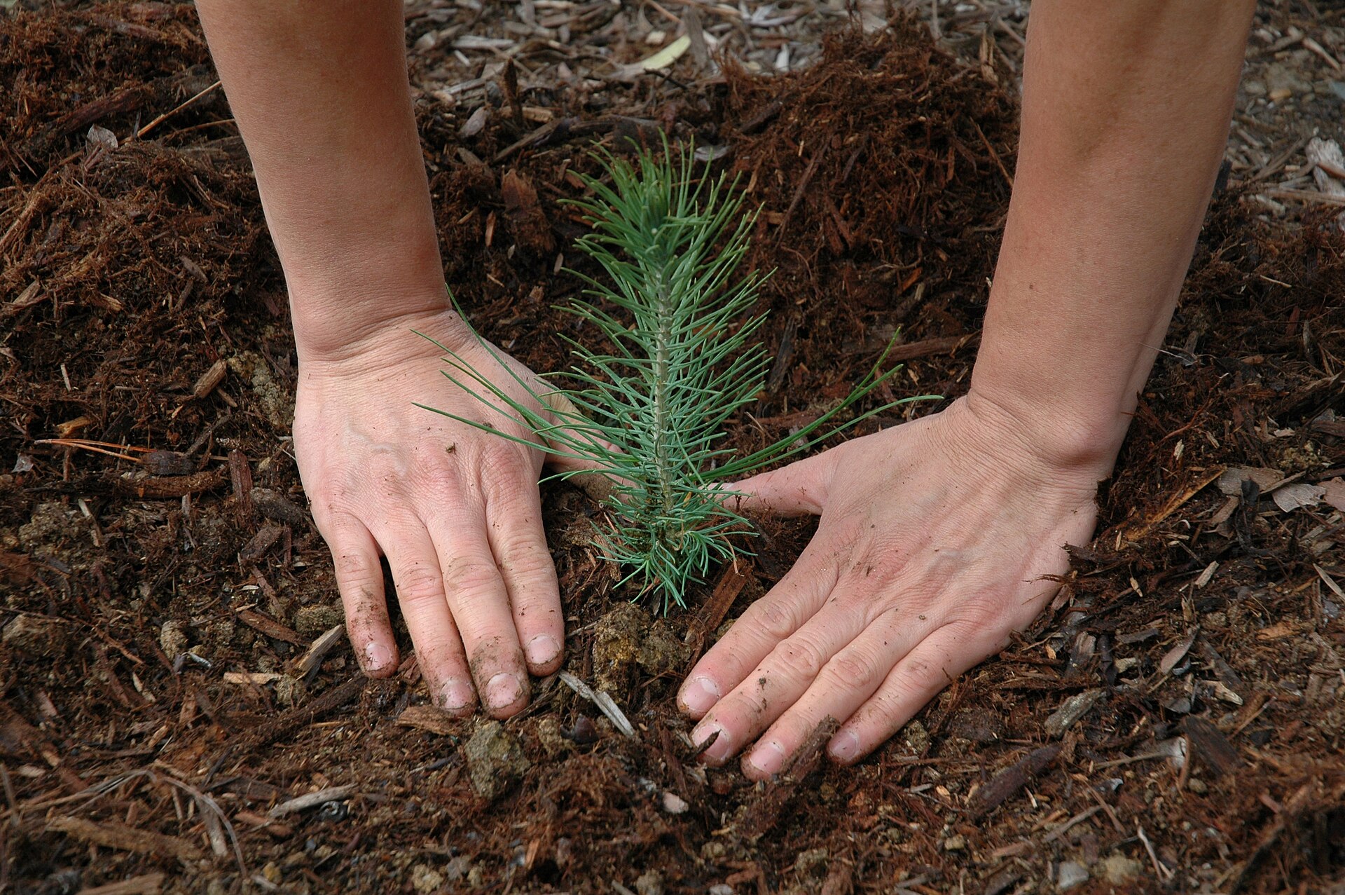 Hands pressing soil around a newly planted pine seedling