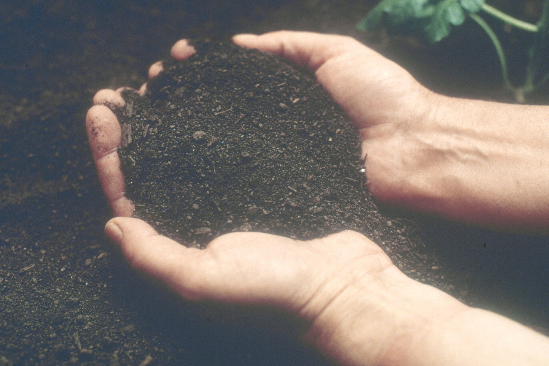 Two cupped hands holding dark soil