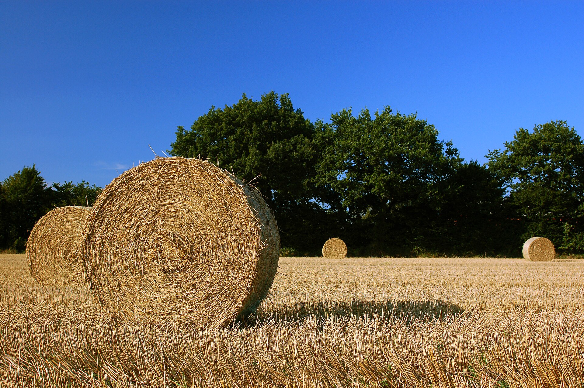 Golden straw bales in a harvested field beneath a blue sky in Schleswig-Holstein, Germany