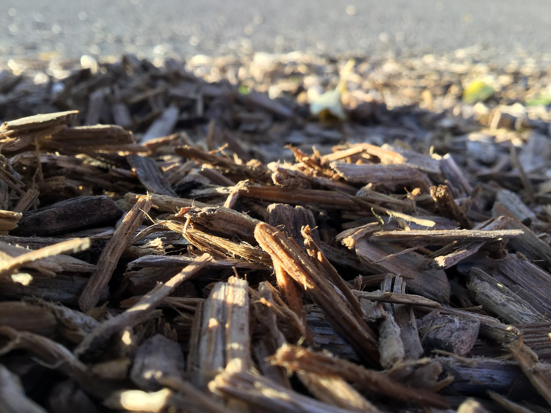 Sunlit wood chips in close-up with a softly blurred background